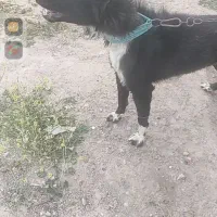 سگ نگهبان