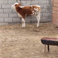 یک عدد گوساله سیمنتال ماده