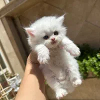 گربه بریتیش پرشین