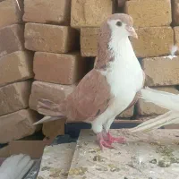 کفتر اصفهانی