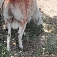 قوچ عربی جوان