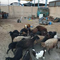گوسفند زنده پرواری