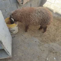 گوسفندنر