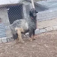 قوچ میش بز بره کهره