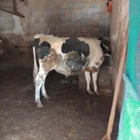 یک عدد گوساله نر