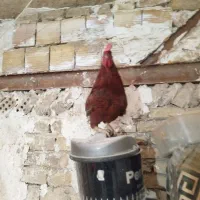 خروس