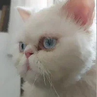 گربه پرشین اصل