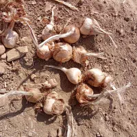 فروش پیاز زعفران مرغوب الشتر