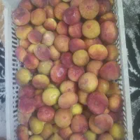 انجیر شیرین وخوشمزه کاملا ارگانیک