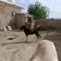 توله نر