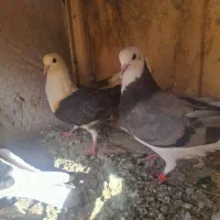 کبوتر پرشی