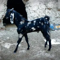 بز نر مری تکشاد نژاد دار