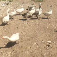 غاز دورگه ۱۳۰۰