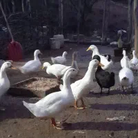 فروش اردک محلی