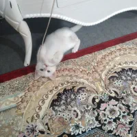گربه|گربه|اردبیل, |دیوار
