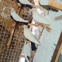 6تا کفتر دمبی