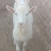 تکه سانن