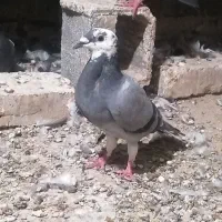 کبوتر ماده هر سه تا