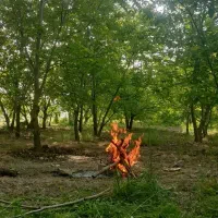 اجاره-ثمر-باغ-گردو