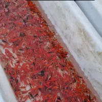 ماهی قرمز و جوجه رنگی