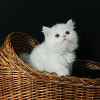 پرشین های آپارتمانی رنگ های مختلف واکسینه شده