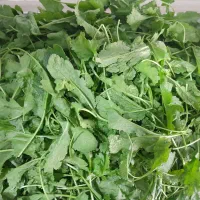 استخدام در کارگاه تولید سبزیجات آماده