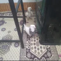 کبوتر
