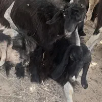 دوعدد بز کهره دار