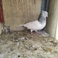 کفتر|پرنده|تهران, خانی‌آباد|دیوار