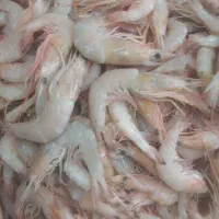 ماهی و میگو دریایی جنوب بوشهر