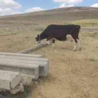 گاو شیری آبستن درجه یک