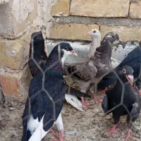 کفتر پرشی مقلف