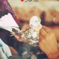 گمشده