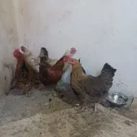 6 عدد مرغ جوان ودروشت تخم کن