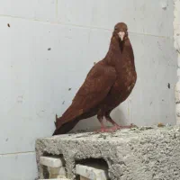 سرخ خال سیاه