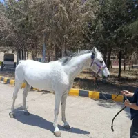 نریان (اخته)خارجی