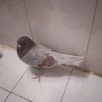 کبوتر گمشده