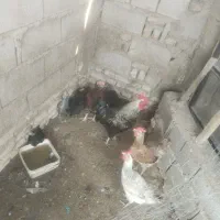 جوجه محلی 2 ماه سالم دانه 450 تومان فقط جوجه