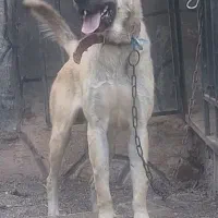 سگ پژدر|سگ|طرقبه, |دیوار