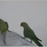 شاه طوطی ملنگو