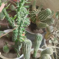 گل خانگی|کلکسیون و سرگرمی|اسکو, |دیوار