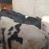 ۴راس گوساله