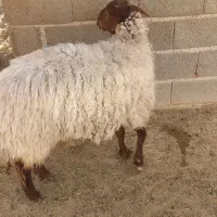 باسلام