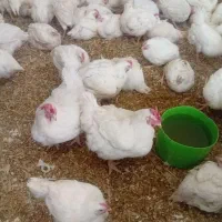 خروس زنده