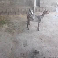 فروش بز وکهره