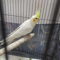عروس هلندی نرآماده...