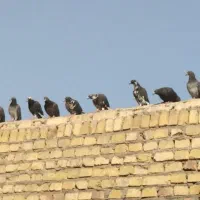 کفتر پرشی زاجر