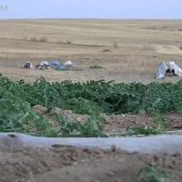 هندوانه