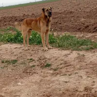 سگ سرابی