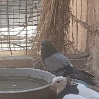۹ کبوتر خوب چاغ ۱عددمسافتی آبادان جی پی اس پی دو